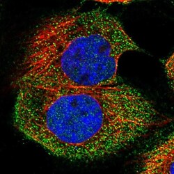 ATP6V1H Antibody, Novus Biologicals:Antibodies:Primary Antibodies